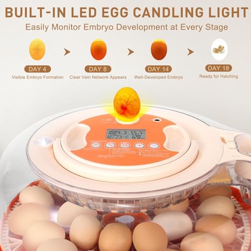 Series V-Fully Automatic 26 Egg Incubator, Spill-Proof Bottle-Free Water System, Precise Sensor-Based Humidity & Temp Control, Adjustable Auto Egg Turn, Preset Incubation Days (26-Egg-Orange) - size: 26-Egg-Orange