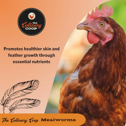 Fluker's Culinary Coop Premium Chicken Treats, Mealworms 3.5 oz, High Protein Worm, Nutritious Treat - size: 3.5 Ounce (Pack of 1)