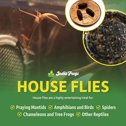 Josh's Frogs House Fly Pupae (250 Count) | Hatch Flying Feeders for Chameleons, Anoles, Jumping Spiders, Mantids, and More