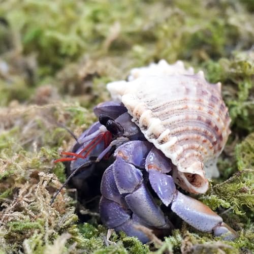 3.5oz Natural Moss for Hermit Crabs, Ideal for Hermit Crab Supplies for Tank Habitat