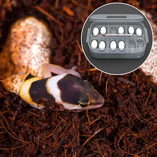 3pcs Box Container Hatching Reptile Lizards Lizard Breeding Snake for Tray Gecko Hatchery Feeding Hatcher Transparent Reptiles Eggs -Layer Grids Incubation Drawer Incubator
