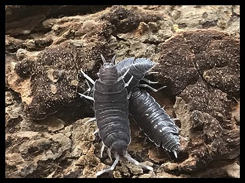 Powder Blue Isopods (Qty-40), for Amphibian/Reptile/Invertebrate Bioactive Habitats, By Critters Direct