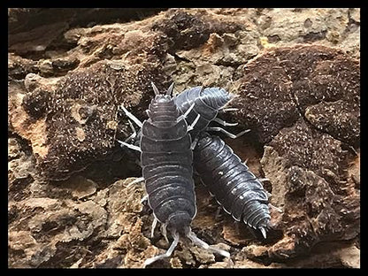Powder Blue Isopods (Qty-40), for Amphibian/Reptile/Invertebrate Bioactive Habitats, By Critters Direct