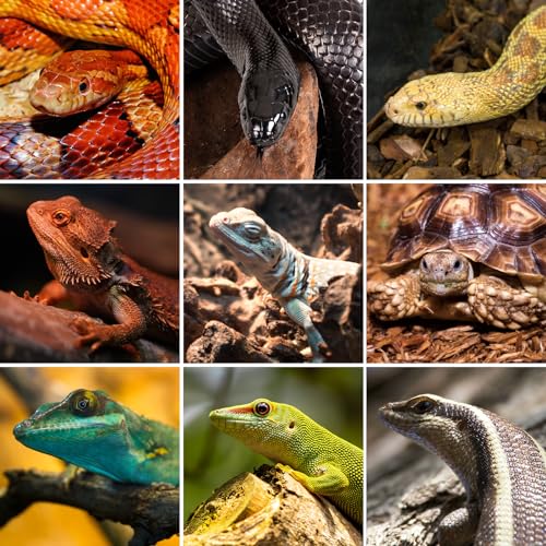 REPTI ZOO 50 Gallon PVC Reptile Enclosure, 36x18x18 inch Reptile Tank for Ball Python Bearded Dragon Snake Gecko, Reptile Terrarium Lounge Habitat with Glass Sliding Door & Top Screen Ventilation - style: 36x18x18"