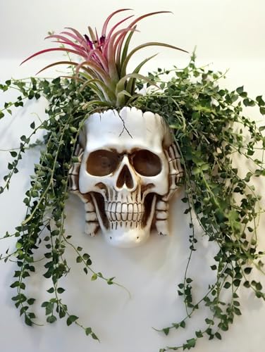 Resin Air Plant Holders,Tilandsia Container,Gothic Skeleton Planter,Halloween Plant Pot,Tillandsia Pot, Skull Table Top Display Planters for Air Plants and Other (7 * 5 * 3.2'',White No.2) - size: 7*5*3.2'',White No.2