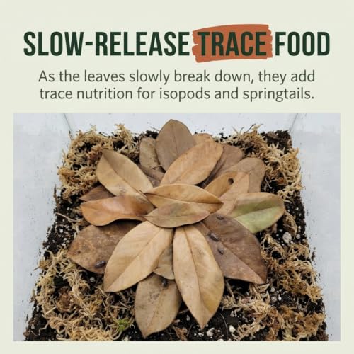 21 Leaves Magnolia Leaves | Bioactive Terrarium Substrate & Supply | Ships Fast from Texas
