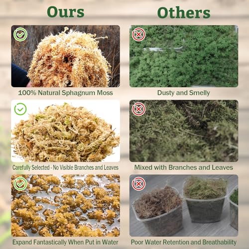 Riare 5.3oz Natural Sphagnum Moss for Reptiles- Terrarium Reptiles Moss | 6QT High Expansion, Moisture Retention, Long Fiber Dried Moss Bedding for Lepard Gecko Snakes Turtles Frogs Spiders - color: 5.3OZ