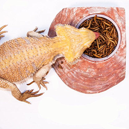 Healthy Herp Insectivore Reptile Treat Mealworms - 0.95 oz (27g) | All Natural, Nutritious Turtle Food, Bearded Dragon Tank Accessories - for Bearded Dragons, Box Turtles, Aquatic Turtles
