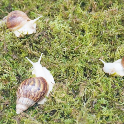 4oz Moss Substrate for Pet Snails, Terrarium Substrate Supplies for Maintaining Humidity in Snail Tanks and Habitats