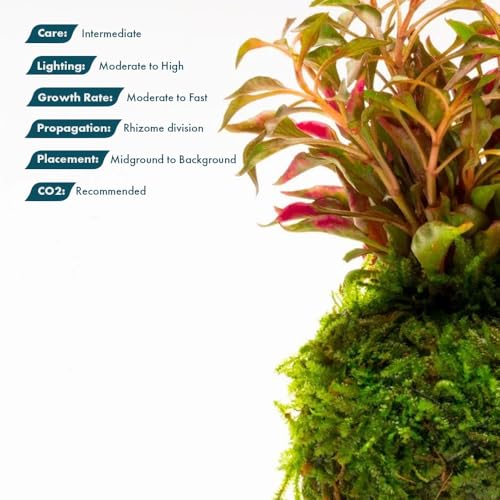 Live Planted Decor - Calico Plant (Alternanthera bettzickiana ‘Red’) on Clay Moss Ball - Pink-Red Stems with Green-Yellow, Medium Light, Midground to Background Placement, 1 Pack - color: Alternanthera Bettzickiana Red on Clay Moss Ball, size: Clay Moss B