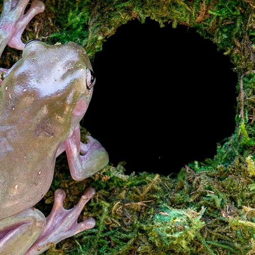 Galápagos (05344) Mossy Cave with Holes | Natural Reptile Hide for Bearded Dragons, Geckos, Snakes, Tortoises, Frogs, Hermit Crabs, and Lizards | Terrarium Decor, 7.5in Diameter