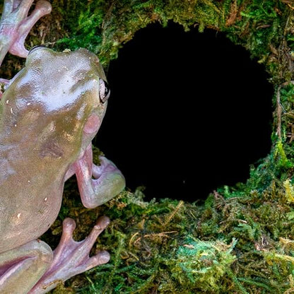 Galápagos (05344) Mossy Cave with Holes | Natural Reptile Hide for Bearded Dragons, Geckos, Snakes, Tortoises, Frogs, Hermit Crabs, and Lizards | Terrarium Decor, 7.5in Diameter