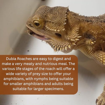 100 Extra Small Live Dubia Roaches in Container Live Reptile Food for Bearded Dragons Turtles Lizards Frogs & Toads Feeder Insects