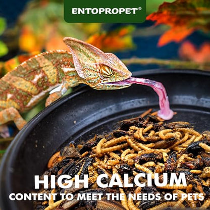 Dried Mealworms & Crickets Medley Treat for Bearded Dragons 5oz | High calcium,rich protein,for turtles,tropical fish,birds,freeze dried crickets,premium quality,additive free - size: 5 Ounce (Pack of 1)