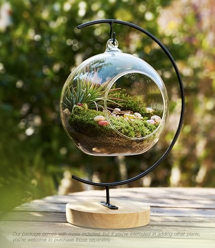 DIY Terrarium Kit with Live Moss, 15-Piece Glass Globe Set | Complete DIY Experience, Beginner Friendly, Wooden Display Stand, Gift-Ready Set, Indoor Nature Decor, Easy Assembly