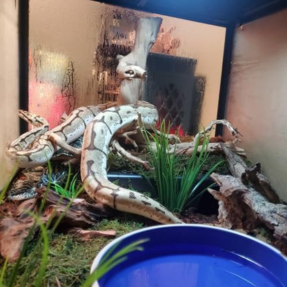 Amypet Reptile Hide Snake Hideout for Different Reptiles Snakes Ball Pythons Use Durable Material Easy to Clean 13.25" L x 8.8" W x 3.1" H (XL) - size: XL