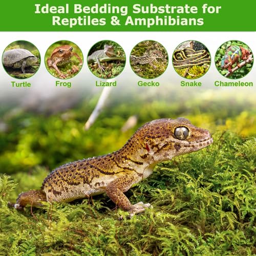 4QT Sphagnum Moss for Plants, 3.5OZ Natural Long Fiber Orchid Moss | Drainage & Moisture Retention, Green Plant Moss for Orchid Repotting, Carnivorous, Succulents, Reptile Bedding & Terrariums - size: 3.5OZ