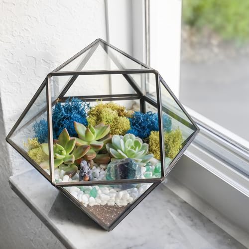 Creations by Nathalie DIY Geometric Glass Terrarium Kit with Live Plant | DIY geometric glass terrarium kit with live plant, moss, and tools for creating indoor terrarium displays with your plants. - color: Dodecahedron Black Frame