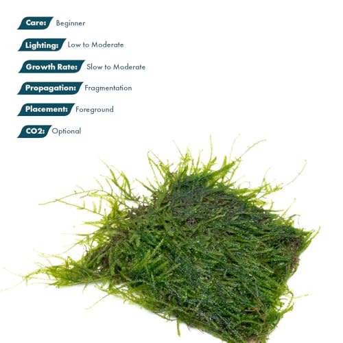 Live Aquarium Plants on Driftwood, Lava Rock, Moss, Fiber Mat - Freshwater Fish Tanks - Easy, Beginner Friendly (Java Moss on Stainless Steel, (1 Pack)) - color: Java - Stainless Steel, size: 1 Pack