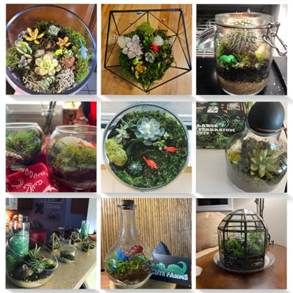Terrarium Starter Kit | Moss, Vermiculite, Soil, Pebbles, Plant Food, & Finishing Tools (Large Kit + Live Plants + Crystals) - size: Large Kit + Live Plants + Crystals