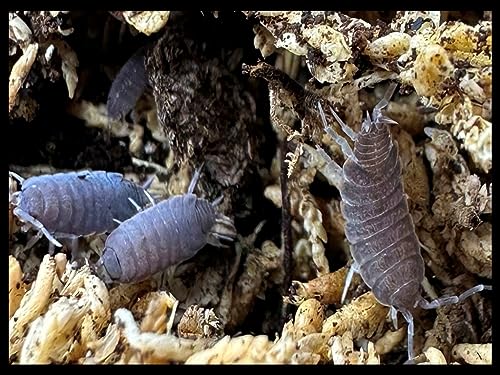 Powder Blue Isopods (Qty-40), for Amphibian/Reptile/Invertebrate Bioactive Habitats, By Critters Direct