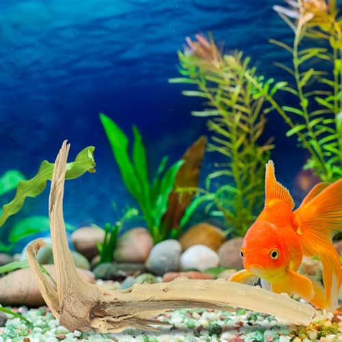 BESPORTBLE 1Pcs Natural Aquarium Driftwood : Spider Wood Branch - Reptile Tank Decor Accessories for Fish Bearded Dragon Turtle Terrarium 5.9In, Gift for Pet Lovers