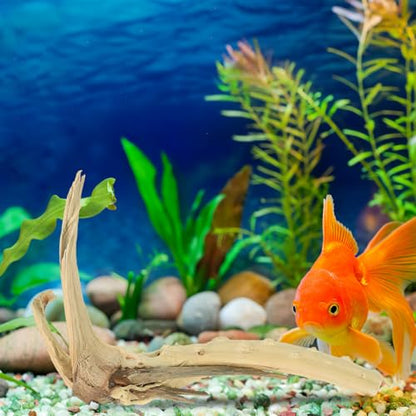 BESPORTBLE 1Pcs Natural Aquarium Driftwood : Spider Wood Branch - Reptile Tank Decor Accessories for Fish Bearded Dragon Turtle Terrarium 5.9In, Gift for Pet Lovers