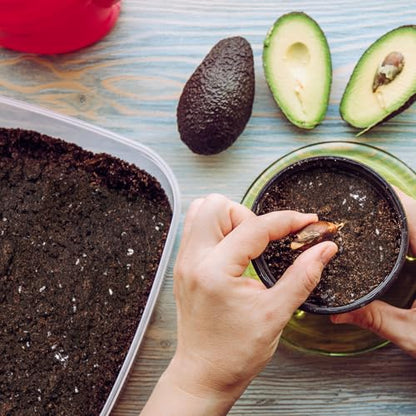 Organic Avocado Tree Potting Soil Mix 1qt, Enhance Growth and Transplant Success for Avocado Plants - size: 1qt