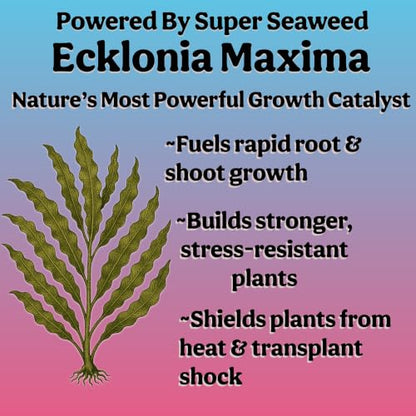 Organic Liquid Indoor Plant Food, Houseplant, Tropical & All-Purpose Indoor Plant Fertilizer, Organic Liquid Fertilizer 5-5-5 with Sea Kelp 1 Gallon Treats 800 Gallon of Water - size: 1 gallon