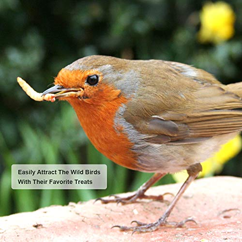 22lb Dried Mealworms for Chickens Duck High Protein Birds Treat | Hand Inspected Poultry Feed, Wild Birds and Chicken Treats, Laying Hens & Bluebirds Food, Worms Fed a Clean Natural Diet - size: 22 Pound (Pack of 1), style: Mealworms