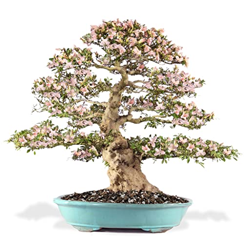 Premium Bonsai Soil All Purpose Fast Draining Mix - Pumice, Lava, Calcined Clay and Pine Bark Potting Pre Mixed Bonsai Plant Soil Mixture by GARDENERA- Made in USA - (2 Quart Bag) - color: BONSAI POTTING MIX, size: 2 Quart