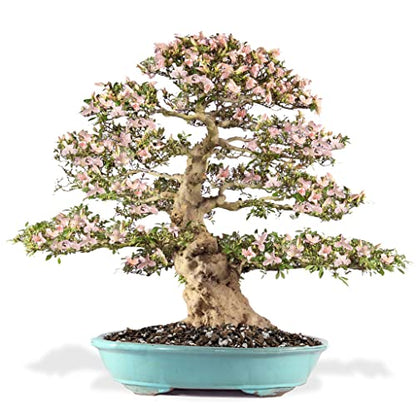 Premium Bonsai Soil All Purpose Fast Draining Mix - Pumice, Lava, Calcined Clay and Pine Bark Potting Pre Mixed Bonsai Plant Soil Mixture by GARDENERA- Made in USA - (2 Quart Bag) - color: BONSAI POTTING MIX, size: 2 Quart