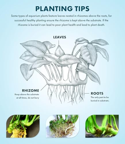 Anubias Nana Live Aquarium Plants - Potted Freshwater Plant for Fish Tanks, Terrariums - Beginner Friendly Low Light (1 Pot) - color: Nana, size: Pot