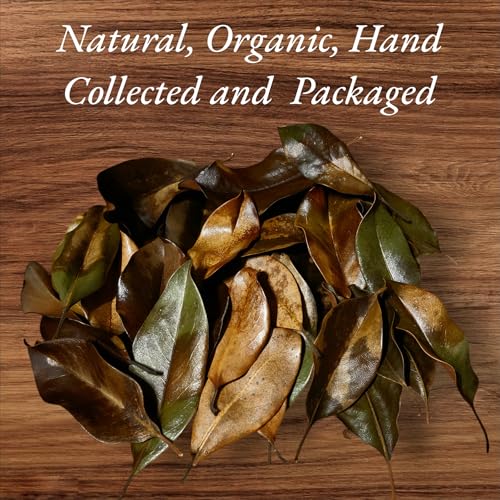 Magnolia Leaf Litter, 55-60 Small 3' - 6" Premium Whole Natural Organic Hand Picked Leaves for Bioactive Enclosures, Reptiles, Amphibians, Terrariums