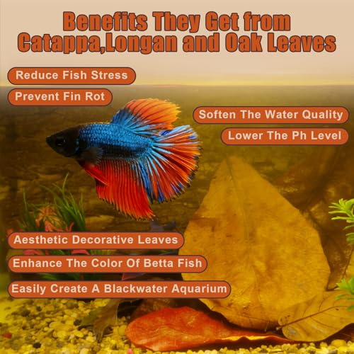 Indian Almond Leaves for Betta Fish,10Pcs Catappa,20Pcs Oak Leaves & 30Pcs Longan,Aquarium Water Conditioner Leaf,pH Balancing Water Conditioner Leaf for Betta Fish,Shrimp,Frogs,Axolotl Tanks