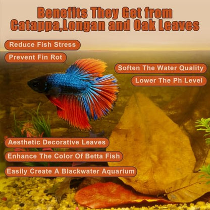 Indian Almond Leaves for Betta Fish,10Pcs Catappa,20Pcs Oak Leaves & 30Pcs Longan,Aquarium Water Conditioner Leaf,pH Balancing Water Conditioner Leaf for Betta Fish,Shrimp,Frogs,Axolotl Tanks