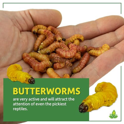 Josh's Frogs Butterworms (25 Count) for Reptiles, Amphibians & Arachnids | for Reptiles, Amphibians & Arachnids