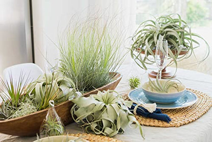 Glass Teardrop Beach Plant Terrarium - Air Plant, Sand, Starfish and Shell in Propagation Jar - Home and Garden Decor Plants Pot - Easy Care Indoor and Outdoor Plants Vase (1 Teardrop - White Sand) - size: 1 Teardrop - White Sand
