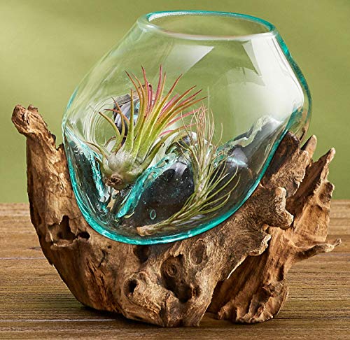 OMA Molten Glass on Driftwood – Hand-Blown Melted Glass Vase, Terrarium, or Planter for Coastal & Boho Home Décor (6"–7" High) - size: 6" High