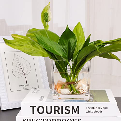 6 Pack Square Glass Vases 4" x 4" x 4", Clear Flower Vase | Candle Holder for Centerpieces, Wedding Party Home Decor - size: 4inch