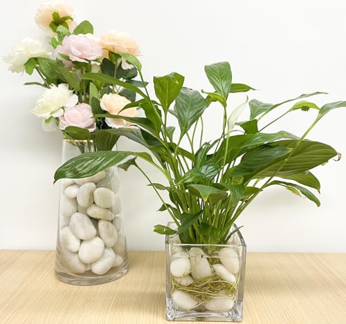FANTIAN 20 lbs White River Rocks, 1-2 Inch Polished Pebbles for Indoor Plants, Decorative White Stones for Plants, Vase, Aquarium, Fish Tank, Landscaping and Garden - size: 1-2 Inch, style: 20 Pounds