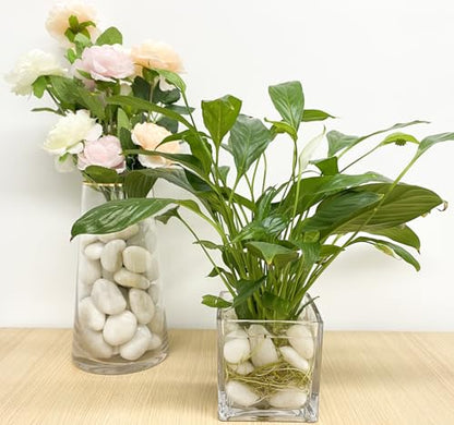 FANTIAN 20 lbs White River Rocks, 1-2 Inch Polished Pebbles for Indoor Plants, Decorative White Stones for Plants, Vase, Aquarium, Fish Tank, Landscaping and Garden - size: 1-2 Inch, style: 20 Pounds
