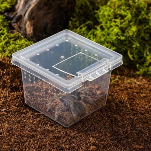 30 Pcs Insect Spider Terrariums Transparent Breeding Box Plastic Hatching Container for Tarantula Spider Scorpion Centipede Mantis