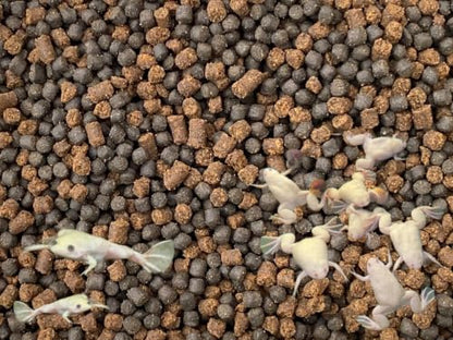 African Clawed Frog Food Mix Soft Pellets 3.2 & BLACKWORM PELLETS 3.0 Aquatic Frogs A451F (2oz)
