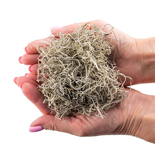 Premium Natural Spanish Moss Natural Preserved - Great Ground Cover - Filler for Potted Plants - 1 Quart Bag, GRD-SPANISH-MOSS-1QT - color: SPANISH MOSS, size: 1 Quart