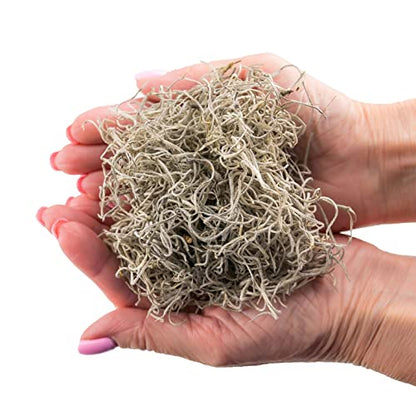 Premium Natural Spanish Moss | Natural Preserved - Great Ground Cover - Filler for Potted Plants - 2 Quart Bag (GRD-SPANISH-MOSS-2QT) - color: SPANISH MOSS, size: 2 Quart