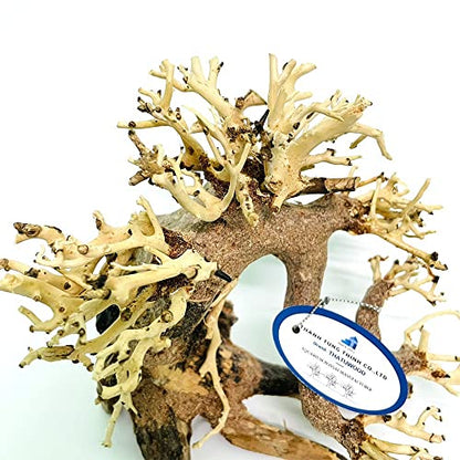 Bonsai Driftwood Aquarium Tree (8in H x 6in L), Handcrafted Fish Tank Decoration | Easy to Install Driftwood Bonsai for Fish Tank | Decor Aquascape Wood (Bonsai Tree)