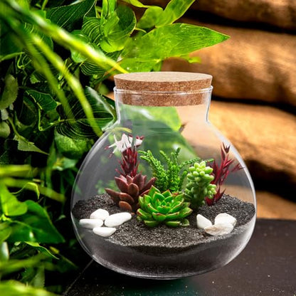 NUOBESTY Glass Terrarium Jar with Cork Lid (No Plants) | 6x6.3 Inch Closed Terrarium for Succulent Moss and Fern, DIY Miniature Desktop Garden for Home & Office Decor