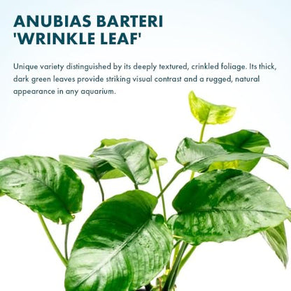 Anubias Live Aquarium Plants - Potted Freshwater Plant for Fish Tanks, Terrariums - Beginner Friendly Low Light (Barteri Wrinkle Leaf, 3 Pots) - color: Barteri Wrinkle Leaf, size: 3 Pots