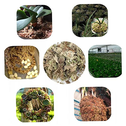 Sphagnum Moss Dried Spagnum Dry Moss for Reptiles Bedding and Terrarium Pet Supplies 150g Sphagnum Dried Dry for Reptiles Reptile Spagnum for Plants